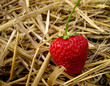Fraise de campagne