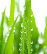 Fresh Grass