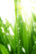 Grass wish Dew Drops