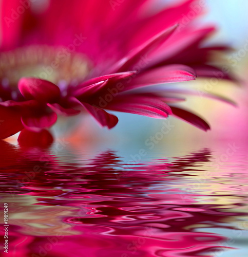 Fototapeta Closeup of pink daisy-gerbera with soft focus
