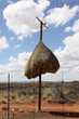 Social weaver nest