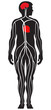 Blood Circulation System Blood Circulation System