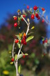 Lycium barbarum