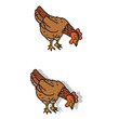 Poule