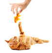 Cat playing with goldfish