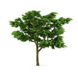 Tree.