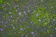 Old asphalt rock cement with moss