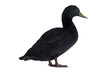 Black East Indian Duck