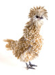 A blond feathered Polish Frizzle chicken