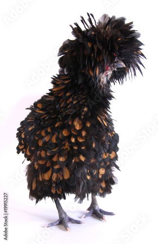 Photo: A brown Polish Frizzle chicken. A brown Polish Frizzle chicken.