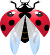 Vektor: Flying ladybird Flying ladybird
