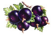 Schwarze Johannisbeeren