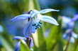 Scilla