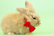 Hase