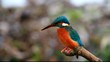Eisvogel (Alcedo atthis)