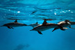 Dolphins in the sea