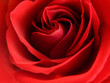 Red Rose