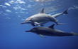 Foto: Dolphins Dolphins
