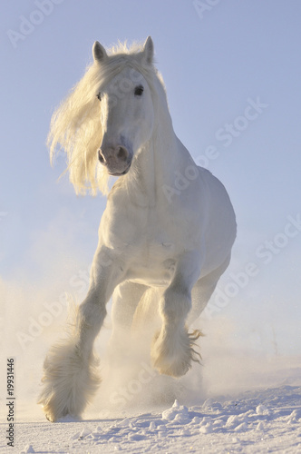 Photo: white horse run gallop in winter white horse run gallop in winter