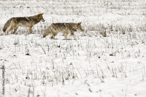 Photo: Coyote Pair in Snow Coyote Pair in Snow