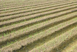 seedling of green orion farm in asia.