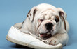bulldog anglais en train de détruire une chaussure
