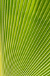 Détail feuille palmier éventail