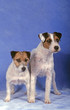 jack russell et parson russell terrier ensemble de face