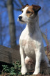 parson russell terrier debout de face très attentif