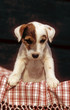 Adorable Parson Russell terrier chiot de face