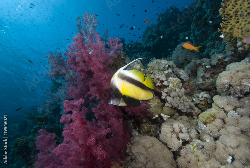 Photo: Tropical fish and vibrant reef Tropical fish and vibrant reef