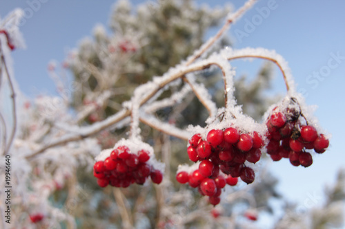 Photo: Red berries on ice-covered branches Red berries on ice-covered branches