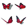 butterfly, different views