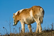 cheval 1