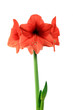Foto: Amaryllis Amaryllis