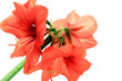 Foto: Amaryllis Amaryllis