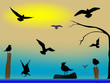 birds paradise
