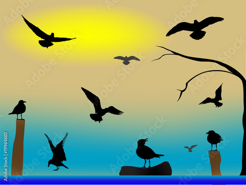 birds paradise