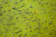 Goldfisch im Karfenteich