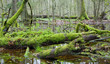 Dead tree trunks lying in water