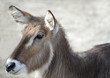 Gazelle Close-up
