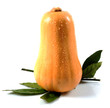 butternut, noix de beurre