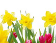 Frühlingsblumen