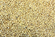 texture of raw barley