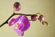 Blooming violet orchids flower