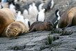 seal