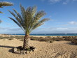 Palme Meer Strand