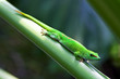 Green gecko