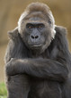 african western lowlands gorilla male juvenile 1