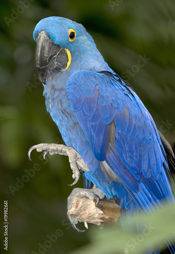 Photo: hyacinth macaw blue bird parrot brazil pantanal 3 hyacinth macaw blue bird parrot brazil pantanal 3